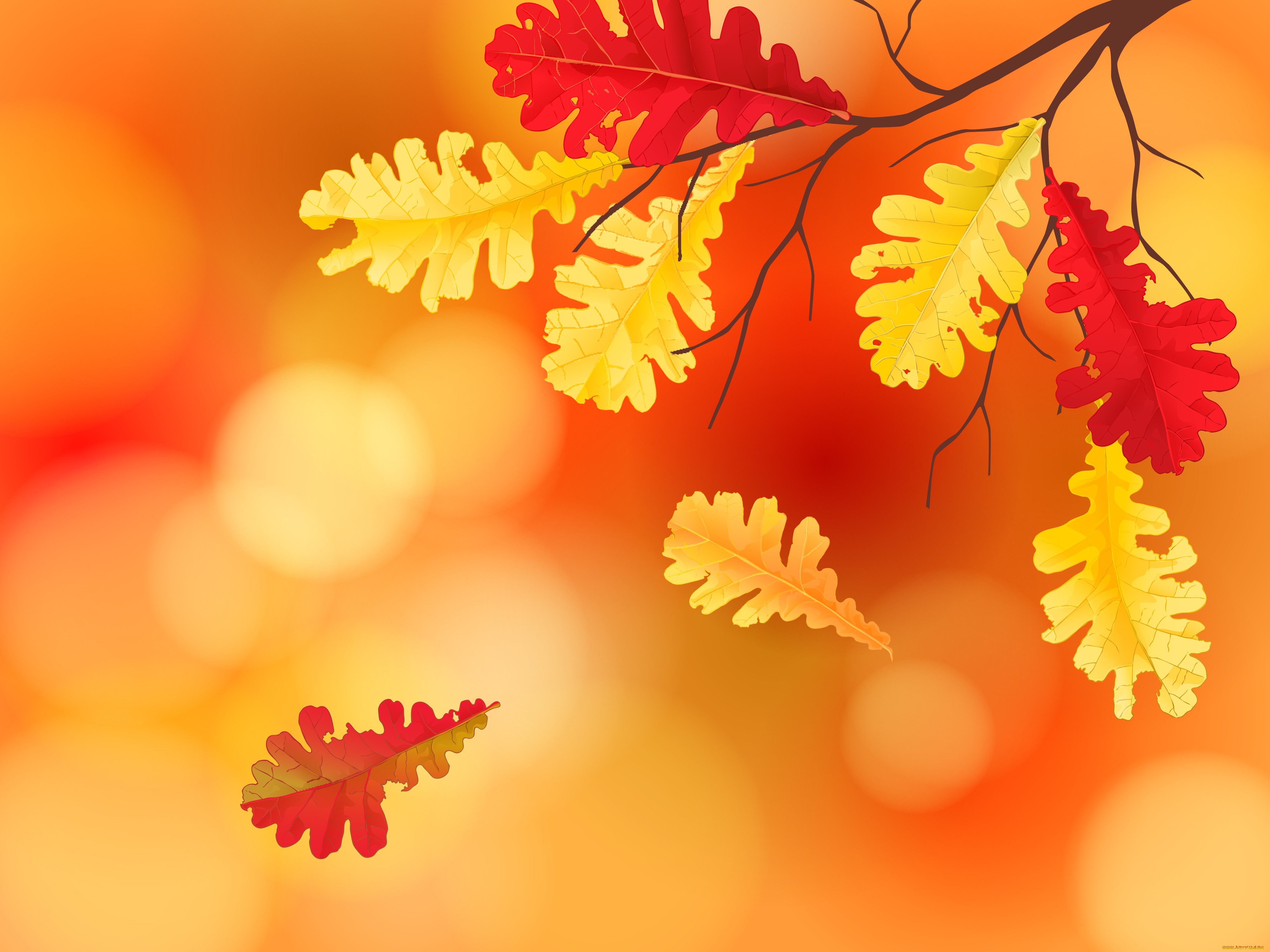 ,  , nature, , , , maple, leaves, autumn